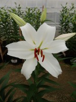 [4326 Constanta 2N VZ No102.JPG]